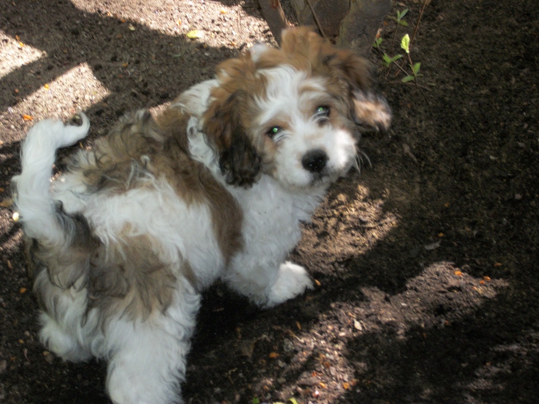 pictures of shichons