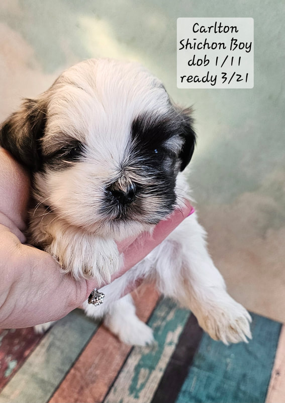 Shichon potty training shop