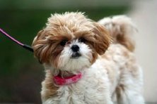 shichon near me