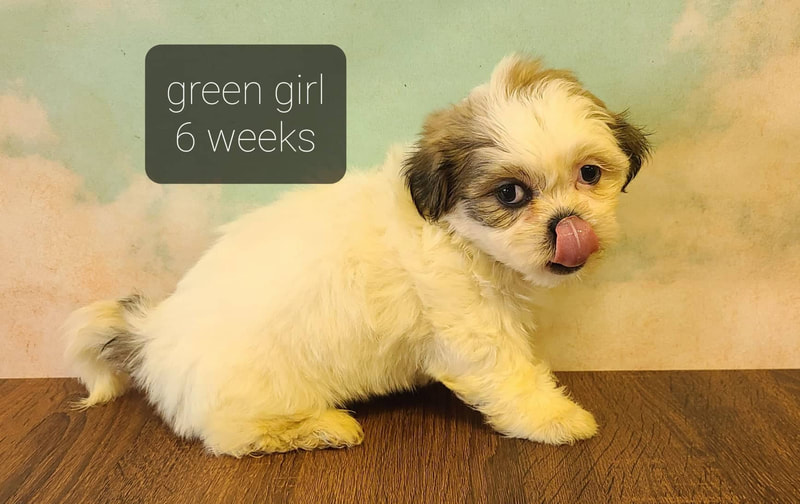 shichon kennel