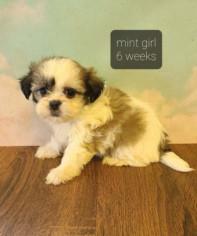 shichon kennel