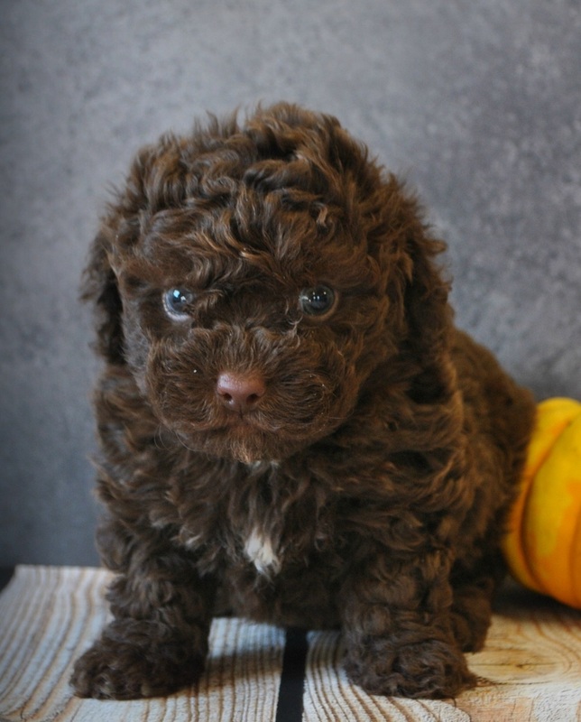 bichpoo puppies bichpoo puppies shade mountain kennel bichpoo puppies bichpoo puppies shade mountain kennel