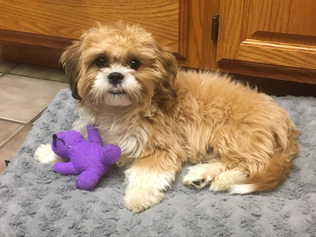 Shichon puppies store