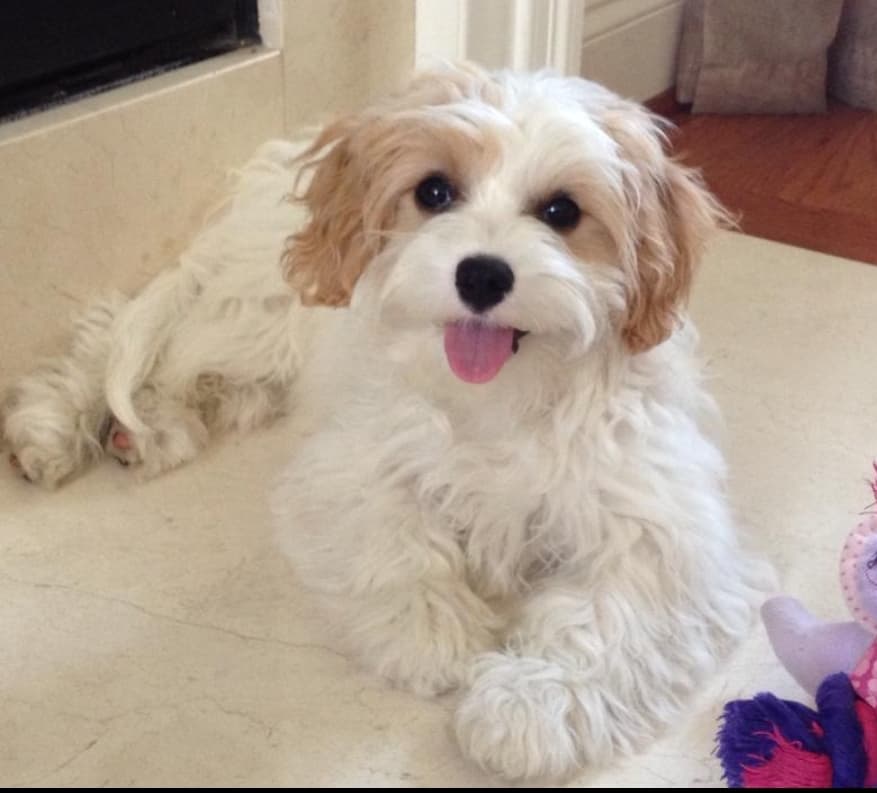 Quality Cavachon puppies for sale in PA Shade Mountain Kennel