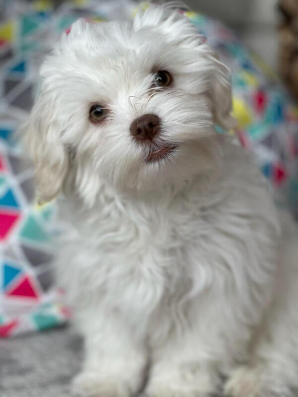 shichon kennel